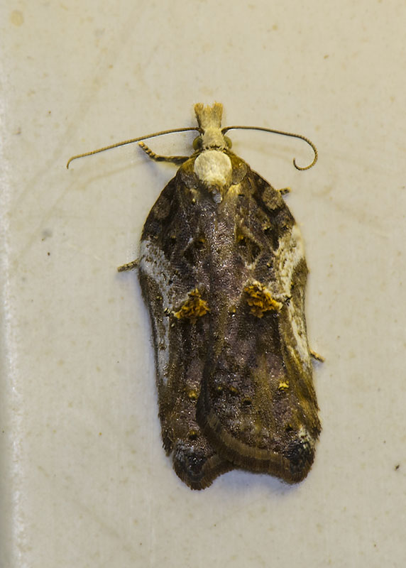 Acleris cristana, variabilit